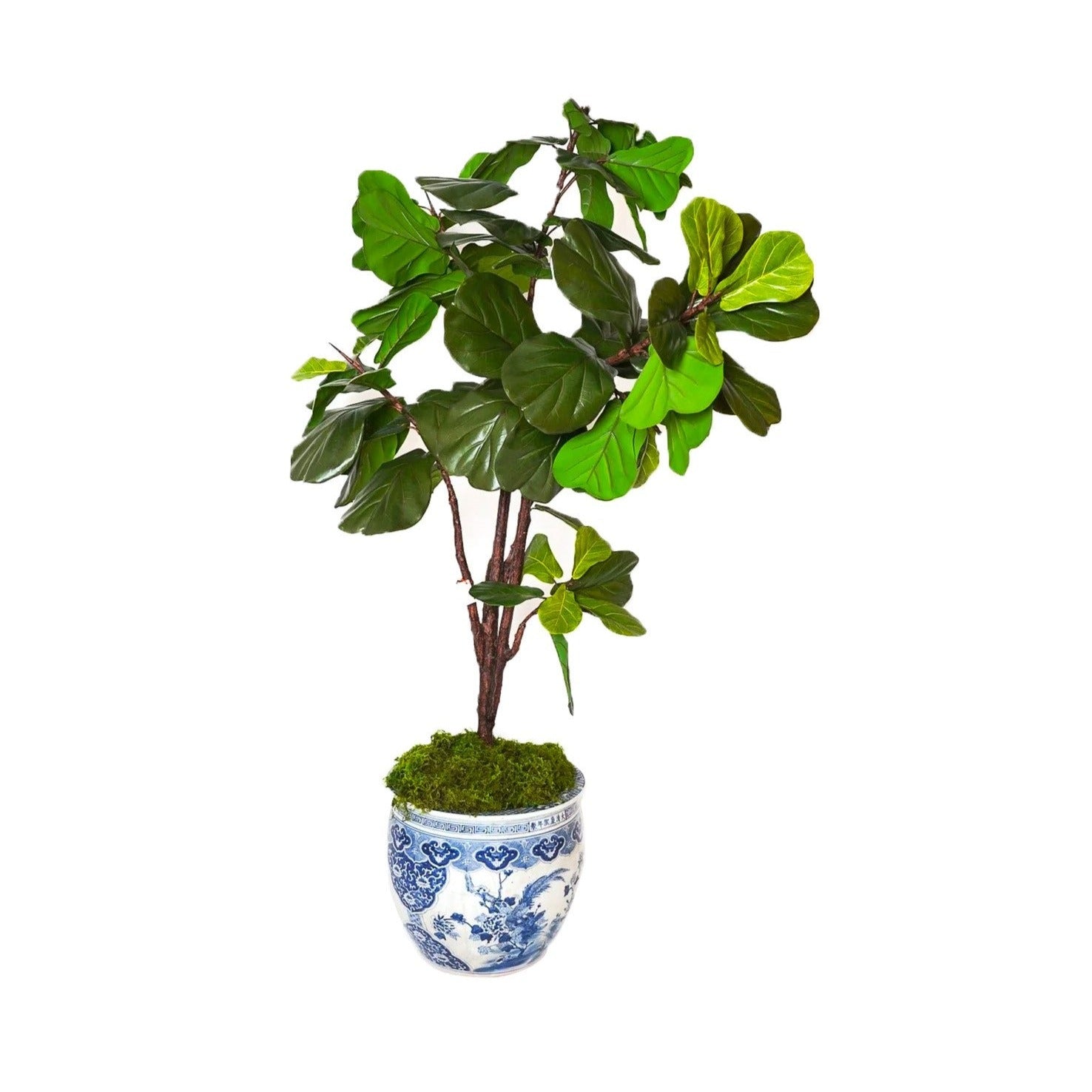 planter pot for fiddle leaf fig Fiddle Fig Tree in Blue & White Planter – Dunbar Road